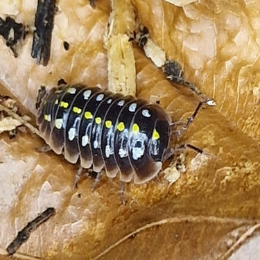 Pudding Isopod (Armadillidium Klugii)